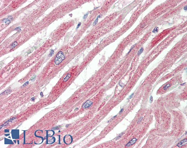 Anti-MAPK6 / ERK3 antibody IHC staining of human heart. Immunohistochemistry of formalin-fixed, paraffin-embedded tissue after heat-induced antigen retrieval. Antibody LS-B10395 concentration 10 ug/ml.