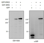 MAPK6 antibody HEK293 lysate (10 ug protein in RIPA buffer) overexpressing GFP-fused Mouse ERK3 probed with (0.5 ug/ml) in left panel and with anti-GFP in right panel. GFP-only expression in the first lane. Primary incubations were for 2 hours. Detected by chemiluminescence.