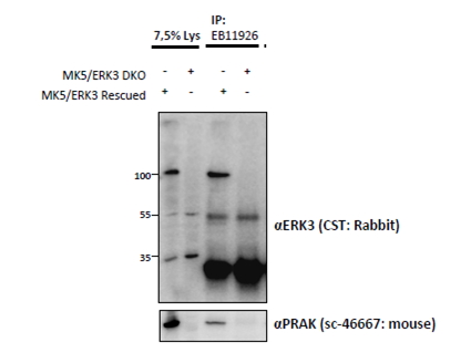 MAPK6 antibody (1.5 ug) immunoprecipitation from lysates of MK5/ERK3 double knockout MEFs, with (third lane) and without (fourth lane) rescued MK5/ERK3 expression through retroviral transduction. The corresponding lysates (first and second lane resp.) were analyzed in parallel in this Western blot labeled with rabbit anti-Erk3 (and co-precipitation was measured using mouse anti-MK5/PRAK in the lower panel).