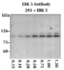 Western blot of ERK5 antibody (LS-C140530) on HEK293 cells transfected with human ERK5 protein. Incubated with 0.15-1.5 ug/ml of ERK5 antibody and visualized with goat anti-rabbit IgG antibody conjugated to alkaline phosphatase.