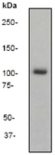 Western blot analysis on Hela cell lysate using anti-ERK5 (C-term) antibody, dilution 1:5000.