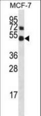 Mouse Mapk8 Antibody western blot of MCF-7 cell line lysates (35 ug/lane). The Mapk8 antibody detected the Mapk8 protein (arrow).