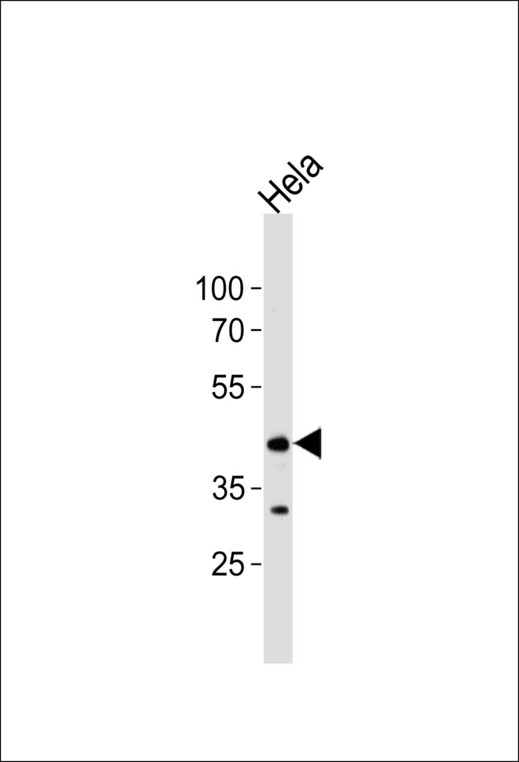 Western blot of lysate from HeLa cell line, using JNK1 antibody. Antibody was diluted at 1:1000 at each lane. A goat anti-rabbit IgG H&L (HRP) at 1:5000 dilution was used as the secondary antibody. Lysate at 35ug per lane.