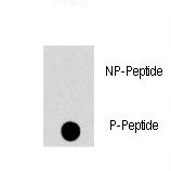 Dot blot of anti-MAPK8-pT183 Phospho-specific antibody on nitrocellulose membrane. 50ng of Phospho-peptide or Non Phospho-peptide per dot were adsorbed. Antibody working concentrations are 0.5ug per ml.