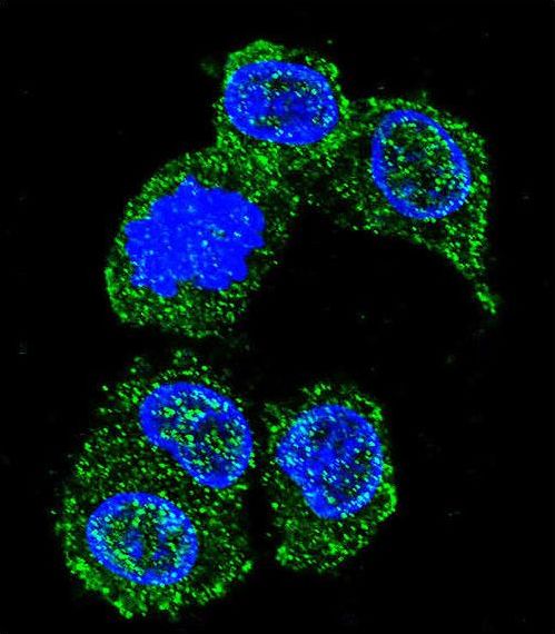 Confocal immunofluorescent of MAPK8 Antibody with HepG2 cell followed by Alexa Fluor 488-conjugated goat anti-rabbit lgG (green). DAPI was used to stain the cell nuclear (blue).