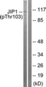 Western blot of extracts from COLO205 cells treated with Serum 20% 15', using JIP1 (Phospho-Thr103) Antibody. The lane on the right was incubated with synthetic peptide.
