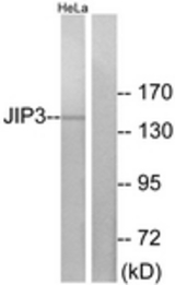 Western blot of extracts from HeLa cells, using JIP3 Antibody. The lane on the right is treated with the synthesized peptide.