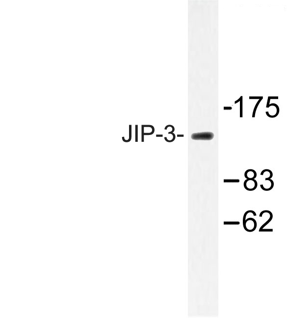 Western blot of JIP-3 (Q649) pAb in extracts from HeLa cells.