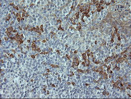 IHC of paraffin-embedded Human tonsil using anti-MAPK9 mouse monoclonal antibody.