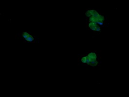 Anti-MAPK9 mouse monoclonal antibody immunofluorescent staining of COS7 cells transiently transfected by pCMV6-ENTRY MAPK9.