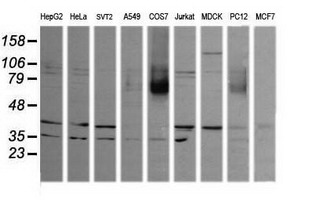 Western blot of extracts (35 ug) from 9 different cell lines by using g anti-MAPK9 monoclonal antibody (HepG2: human; HeLa: human; SVT2: mouse; A549: human; COS7: monkey; Jurkat: human; MDCK: canine; PC12: rat; MCF7: human).