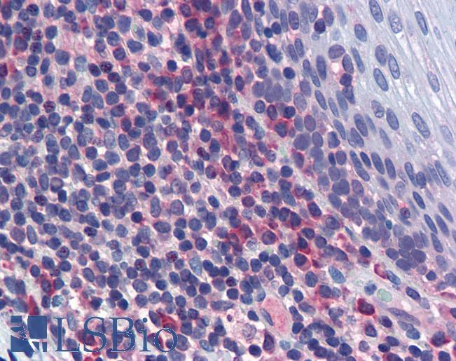 Anti-MAPK9 / JNK2 antibody IHC of human tonsil. Immunohistochemistry of formalin-fixed, paraffin-embedded tissue after heat-induced antigen retrieval. Antibody LS-B6137 concentration 5 ug/ml.