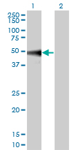 Western blot of MAPK9 expression in transfected 293T cell line by MAPK9 monoclonal antibody LS-B6137