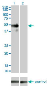 Western blot of MAPK9 over-expressed 293 cell line, cotransfected with MAPK9 Validated Chimera RNAi (Lane 2) or non-transfected control (Lane 1). Blot probed with MAPK9 monoclonal antibody LS-B6137. GAPDH ( 36.1 kD ) used as specific.