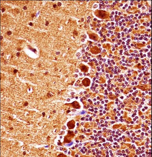 Mouse Mapk9 Antibody immunohistochemistry of formalin-fixed and paraffin-embedded mouse cerebellum tissue followed by peroxidase-conjugated secondary antibody and DAB staining.