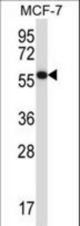 MAPKAP1 Antibody western blot of MCF-7 cell line lysates (35 ug/lane). The MAPKAP1 antibody detected the MAPKAP1 protein (arrow).