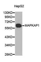 Western blot analysis of extracts of HepG2 cell line, using MAPKAP1 antibody.