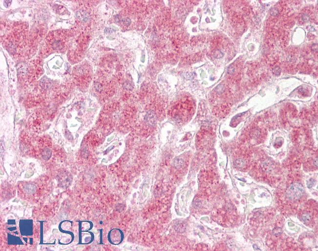 Anti-SIN1 antibody IHC of human liver. Immunohistochemistry of formalin-fixed, paraffin-embedded tissue after heat-induced antigen retrieval. Antibody LS-B6519 concentration 10 ug/ml.