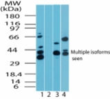 Western blot of MAPKAP1 interacting protein 1 in human skeletal muscle lysate in the 1) absence and 2) presence of immunizing peptide, 3) mouse skeletal muscle lysate and 4) rat skeletal muscle lysate using antibody at2 ug/ml.