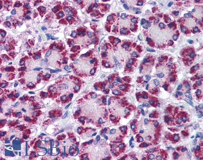 Anti-SIN1 antibody IHC of human pancreas. Immunohistochemistry of formalin-fixed, paraffin-embedded tissue after heat-induced antigen retrieval. Antibody LS-B1376 concentration 5 ug/ml.