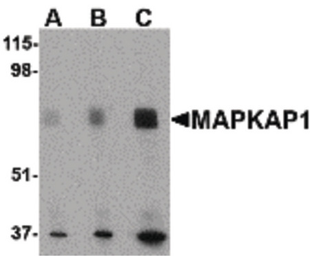 Western blot of MAPKAP1 in human skeletal muscle tissue lysate with MAPKAP1 antibody at (A) 0.5, (B) 1 and (C) 2 ug/ml.