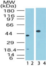 Western blot ofMip1 in human heart**lysate in the 1) absence and 2) presence of immunizing peptide and in human skeletal muscle**lysate in the 3) absence and 4) presence of immunizing peptide using antibody at 0.5 ug/ml.