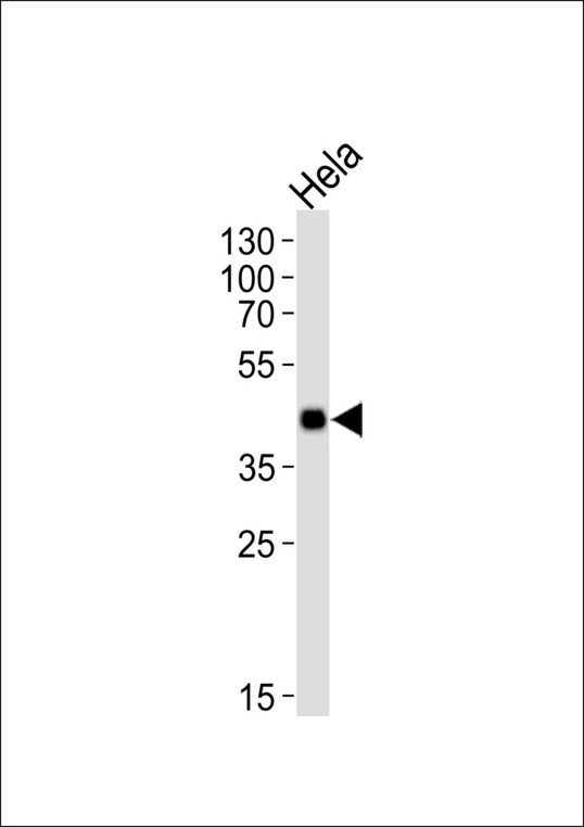 Western blot of lysate from HeLa cell line, using Mouse Mapkapk3 Antibody. Antibody was diluted at 1:1000. A goat anti-rabbit IgG H&L (HRP) at 1:10000 dilution was used as the secondary antibody. Lysate at 35ug.