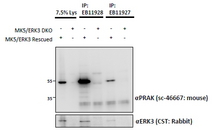 MAPKAPK5 antibody EB11927 and (1.5 ug) immunoprecipitations from lysates of MK5/ERK3 double knockout MEFs, with (third and fifth lanes) and without (fourth and sixth lanes) rescued MK5/ERK3 expression through retroviral transduction. The corresponding lysates (first and second lane resp.) were analyzed in parallel in this Western blot labeled with mouse anti-MK5 / PRAK (and co-precipitation was measured using rabbit anti-ERK3 in the lower panel).