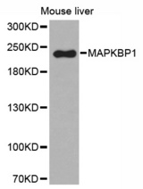 Western blot analysis of extracts of mouse liver tissue, using MAPKBP1 antibody.