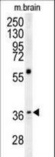 MAPRE1 Antibody western blot of mouse brain tissue lysates (15 ug/lane). The MAPRE1 antibody detected MAPRE1 protein (arrow).