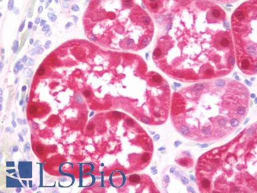 Anti-GSTA2 antibody IHC staining of human kidney. Immunohistochemistry of formalin-fixed, paraffin-embedded tissue after heat-induced antigen retrieval. Antibody LS-B11008 concentration 5 ug/ml.