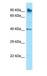 MARCH10 antibody Western Blot of Rat Stomach.