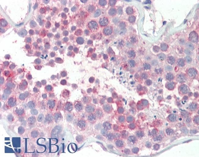 Anti-MARCH10 antibody IHC staining of human testis. Immunohistochemistry of formalin-fixed, paraffin-embedded tissue after heat-induced antigen retrieval. Antibody LS-B10294 concentration 5 ug/ml.