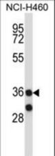 MARCH11 Antibody western blot of NCI-H460 cell line lysates (35 ug/lane). The 40613 antibody detected the 40613 protein (arrow).
