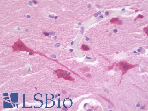 Anti-MARCH3 antibody IHC staining of human brain, cortex. Immunohistochemistry of formalin-fixed, paraffin-embedded tissue after heat-induced antigen retrieval. Antibody LS-B9733 concentration 10 ug/ml.