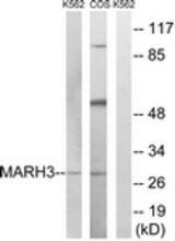 Western blot of extracts from K562/COS7 cells, using MARCH3 Antibody. The lane on the right is treated with the synthesized peptide.