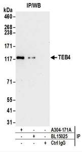 Detection of Human TEB4 by Western Blot of Immunoprecipitates. Samples: Whole cell lysate (1 mg for IP; 20% of IP loaded) from 293T cells. Antibodies: Affinity purified rabbit anti-TEB4 antibody used for IP at 6 ug/mg lysate. TEB4 was also immunoprecipitated by rabbit anti-TEB4 antibody BL15025. For blotting immunoprecipitated TEB4, was used at 1 ug/ml. Detection: Chemiluminescence with an exposure time of 30 seconds.