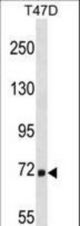 MARCH7 Antibody western blot of T47D cell line lysates (35 ug/lane). The MARCH7 antibody detected the MARCH7 protein (arrow).