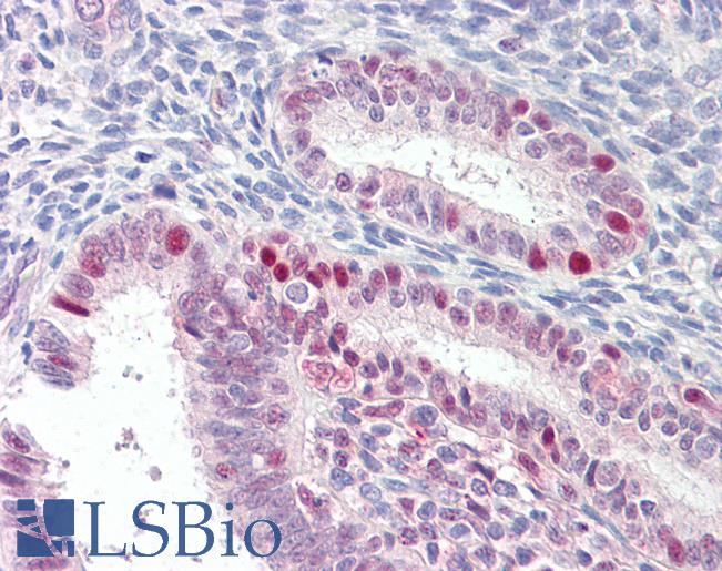 Anti-MARCH7 antibody IHC of human uterus. Immunohistochemistry of formalin-fixed, paraffin-embedded tissue after heat-induced antigen retrieval. Antibody LS-B7363 concentration 3.75 ug/ml.