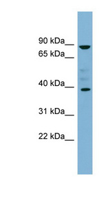MARCH8 antibody LS-C110731 Western blot of NCI-H226 cell lysate.