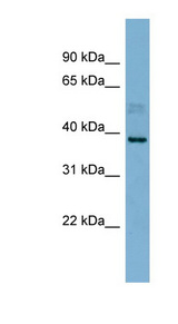 MARCH8 antibody LS-C110730 Western blot of PANC1 cell lysate.