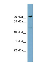 MARCO antibody LS-C110645 Western blot of PANC1 cell lysate.