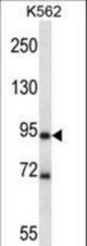 Mouse Mark1 Antibody western blot of K562 cell line lysates (35 ug/lane). The Mark1 antibody detected the Mark1 protein (arrow).