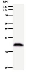 Western blot of immunized recombinant protein using MARS antibody.