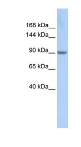 MARS antibody LS-C101406 Western blot of HeLa lysate.
