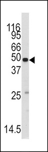 Western blot of anti-MARS2 Antibody in mouse testis tissue lysates (35 ug/lane). MARS2(arrow) was detected using the purified antibody.