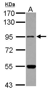 Sample (30 ug of whole cell lysate) A: U87-MG 7.5% SDS PAGE MARS2 antibody diluted at 1:500