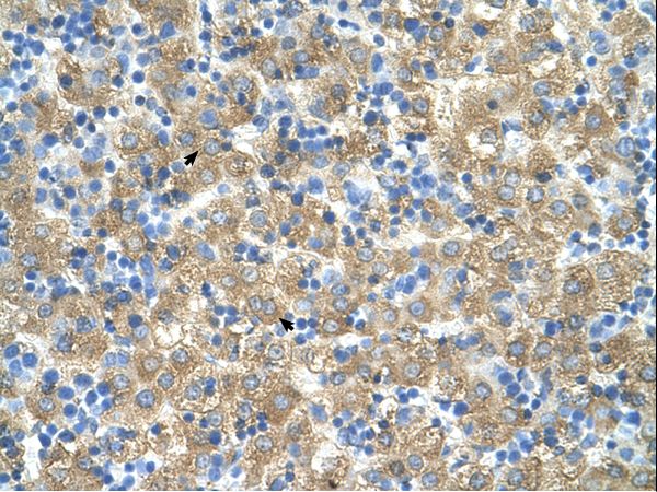 MARVELD3 antibody LS-C82806 was used in IHC to stain formalin-fixed, paraffin-embedded human liver.