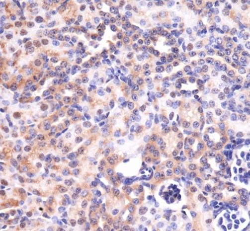 Immunohistochemistry: MAS1 Antibody - Analysis of MAS1 in mouse kidney using DAB with hematoxylin counterstain.