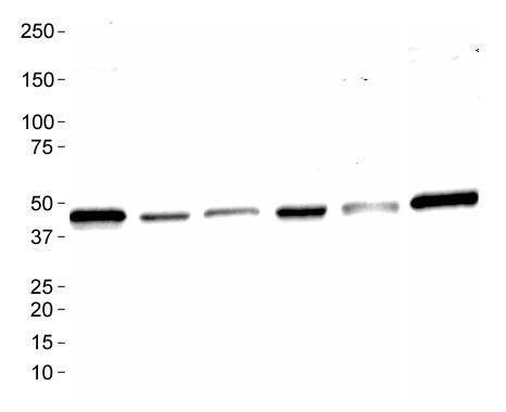 Western Blot: MAS1 Antibody - Analysis of MAS1 in: 1. Ntera 2, 2. A431, 3. HepG2, 4. MCF7, 5. 3T3 and 6. Cos7.